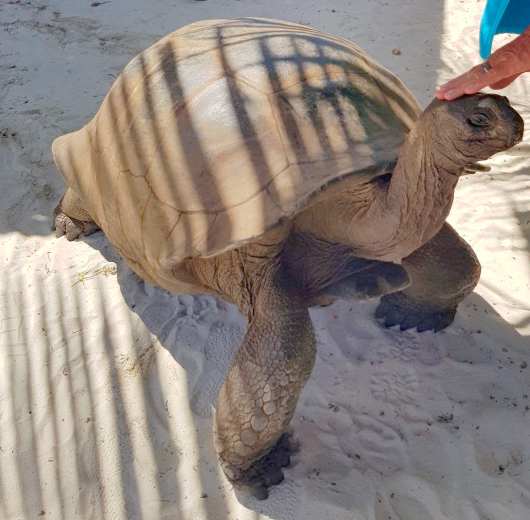 Riesenschildkröten hautnah auf den Seychellen (Fotografin: Andrea Sabo-Russ)