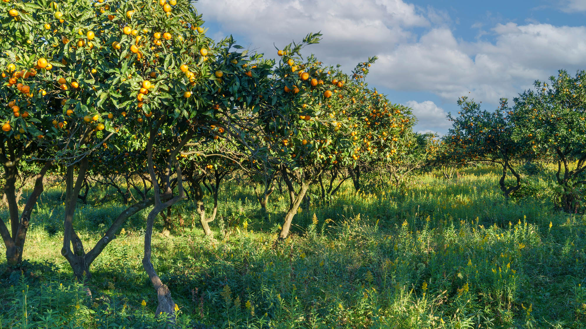Nicht nur in Griechenland sind Monokulturen wie diese Orangenplantage weit verbreitet. „Aber zumindest lassen einige Landwirte inzwischen Gras zwischen den Bäumen wachsen“, sagt Sheila Darmos, „das macht die Böden langfristig fruchtbarer.“